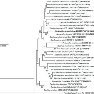 Phylogenomic Tree Reconstructed Using The ML Algorithm Based On UBCGs