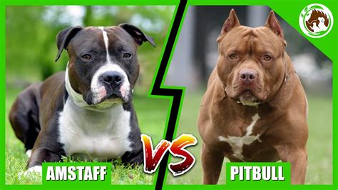 Apbt Vs Amstaff