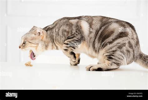 Sick Cat Vomiting The Food Stock Photo Alamy