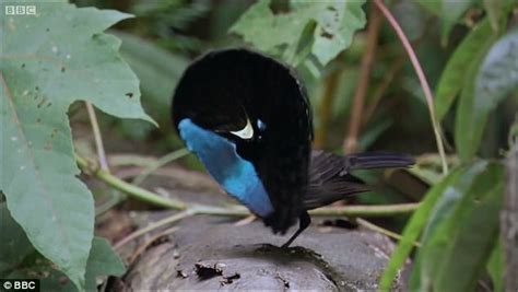 Birds of Paradise feathers absorb nearly all light | Daily Mail Online