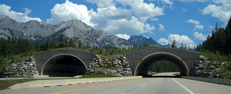 Banff Wildlife Overpass Eco Span Precast Concrete Arch Systems