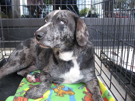 Blue Heeler Lab Mix Tia Ready For Adoption Flickr Photo Sharing