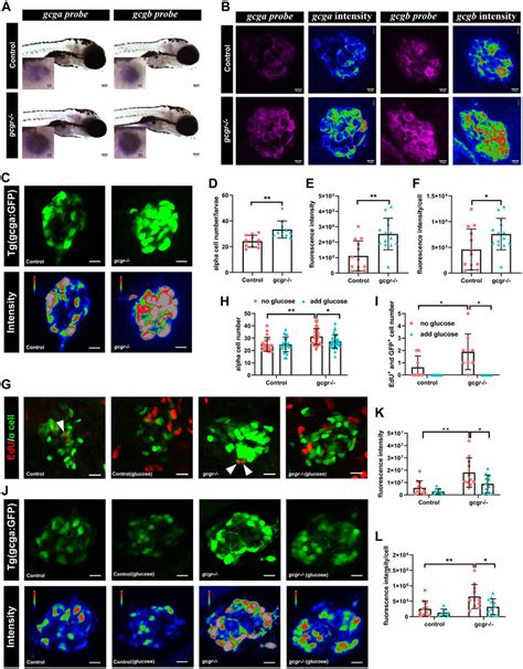 Validation Of Single Cell RNA Data Showing Upregulated Glucagon