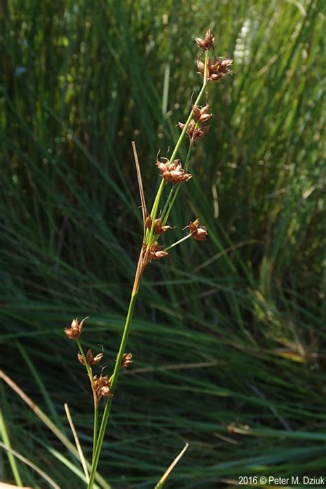 Cladium Mariscoides Smooth Sawgrass Minnesota Wildflowers