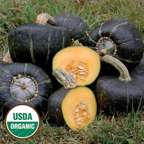 Burgess Buttercup Organic Squash Seed Savers Exchange