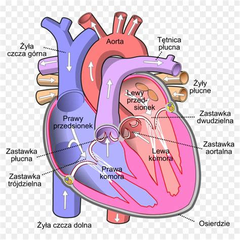 Diagram Of The Human Heart Pl - Atrium Heart Clipart (#1576842) - PikPng