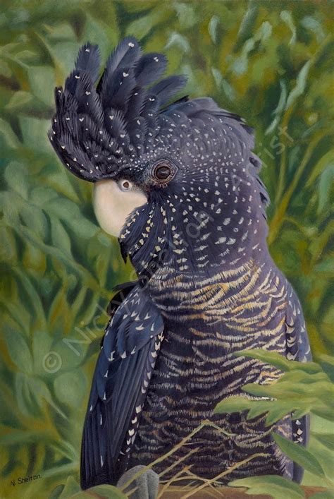 Nelly - Red-tailed Black Cockatoo painted in oils by Nicky Shelton.