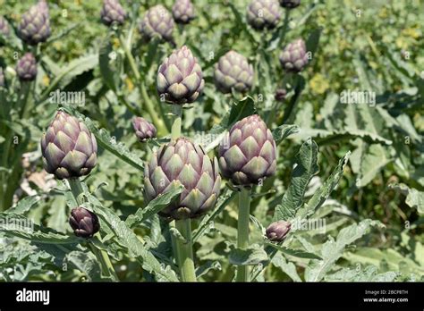 Organic Artichoke Fields In Picking Season Stock Photo Alamy