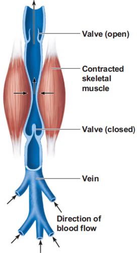 BIO 227 Exam 3 CH 20 Blood Vessels Flashcards Quizlet