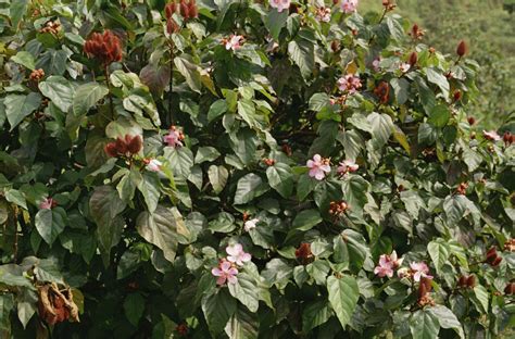 All About the Annatto Seed