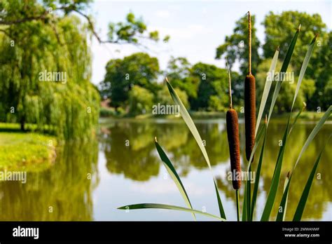 Lake Shore With Reeds Mace And Trees Stock Photo Alamy