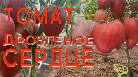 Томат Дробленое сердце(Crushed heart). Помидоры Бреда Гейтса #помидор # ...
