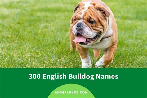 300 English Bulldog Names (Cute and Funny) - Animal Hype