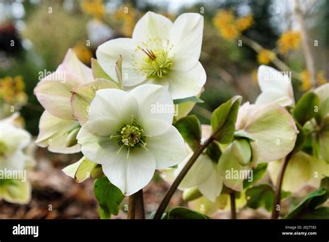 White Hellebores Ice N Roses White Or Lenten Rose In Flower Stock