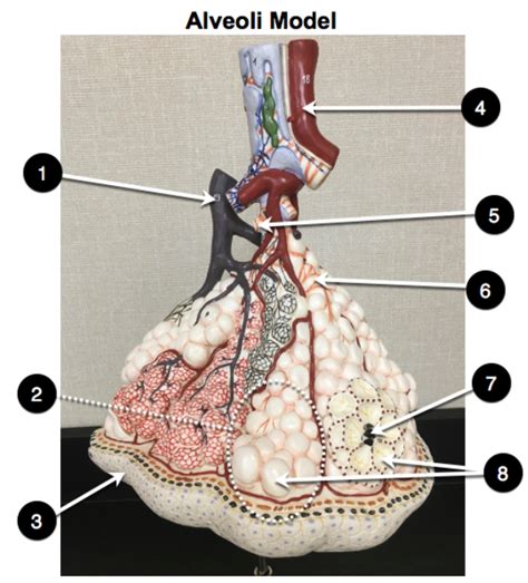 Alveolar Duct Model