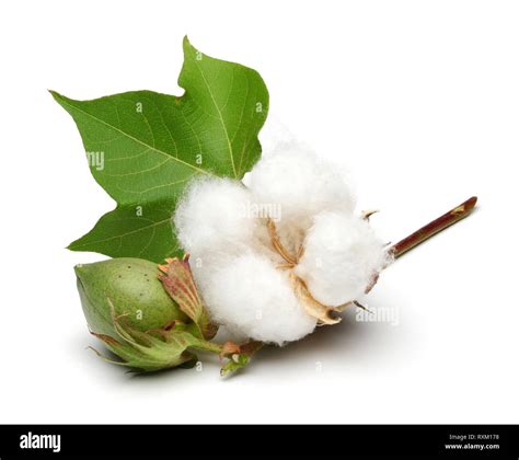 Cotton plant and green cotton boll with leaf isolated on white ...