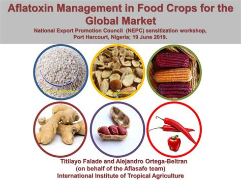 Aflatoxin Management In Food Crops For The Global Market Ppt