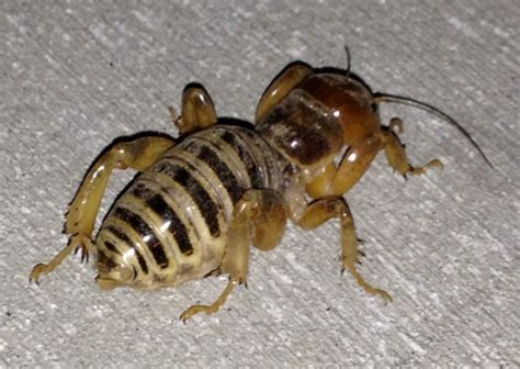 Potato Bug Whats That Bug