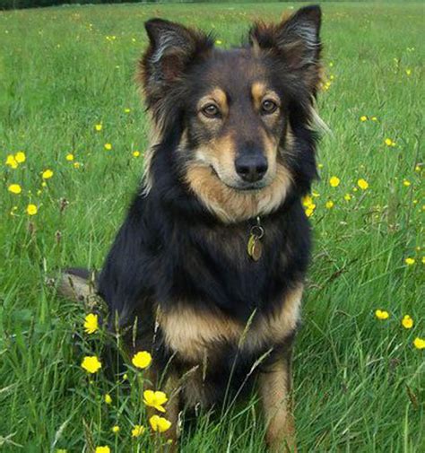 10 Things to Know about the Border Collie German Shepherd Mix