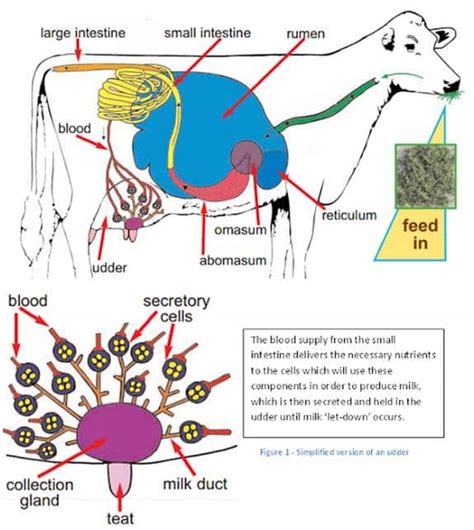 RELATIONSHIP OF RUMEN MICROFLORA WITH HEALTH & PRODUCTION OF DAIRY COWS ...