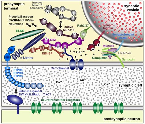 Synapse Formation and Function | HHMI.org