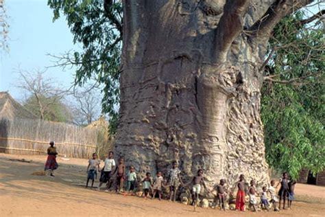 This 6000 Years Old Baobab Tree In Senegal 9GAG