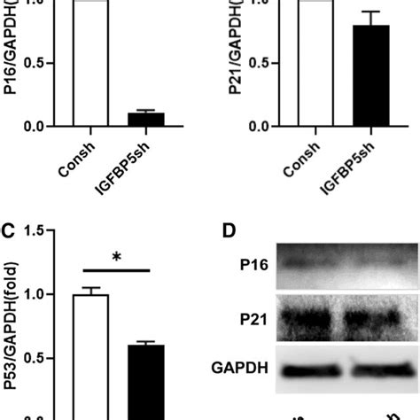 The Insulin Like Growth Factor Binding Proteins 5 IGFBP5 Depletion