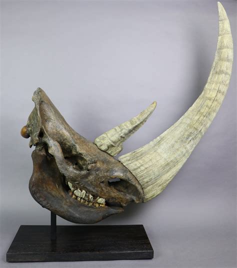 Rare Woolly Rhino Skull For Sale - 5 feet tall – Fossil Realm