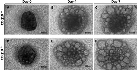 Photomicrographs Of Mouse Ovaries Under An Inverted Microscope On Days