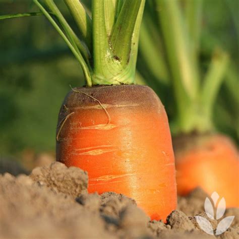 L Gumes Qui Poussent Vite Pour Une R Colte Rapide