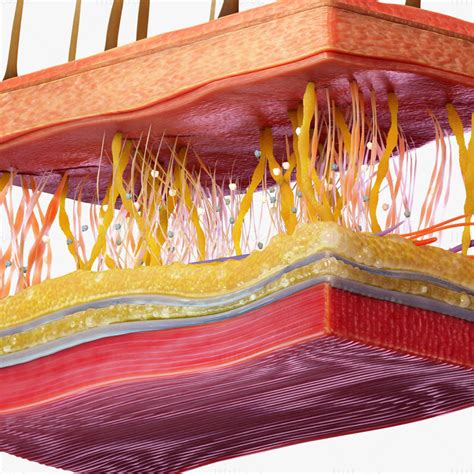 Skin Cross Section D Model