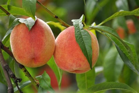 Contender Peach Tree For Sale Online Iconic Sweet Fruits — Gardens Of The World