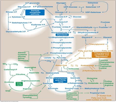 Pentose Phosphate Pathway Flashcards Quizlet