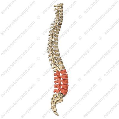 Lumbar Vertebrae Easy Anatomy 3D