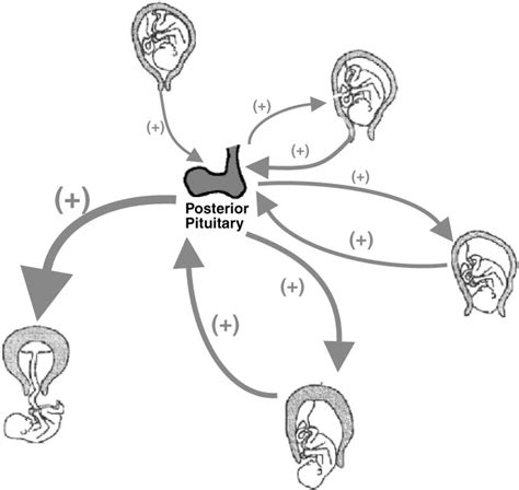 Oxytocin Feedback Loop Diagram