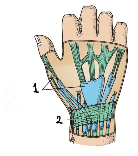 Intro To Anatomy Flashcards Quizlet