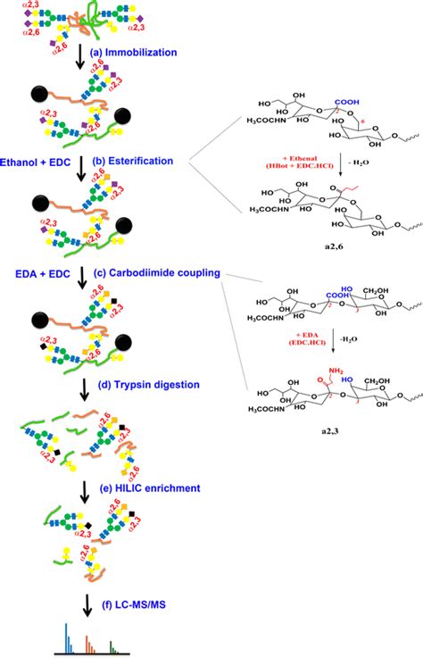 Identification Of Sialic Acid Linkages On Intact Glycopeptides Via