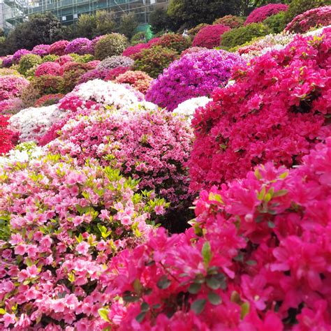 Azalea near nezu shrine, Tokyo : r/japanpics