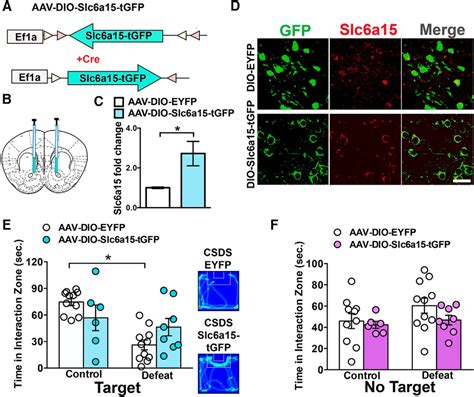 Reduced Slc6a15 In Nucleus Accumbens D2 Neurons Underlies Stress