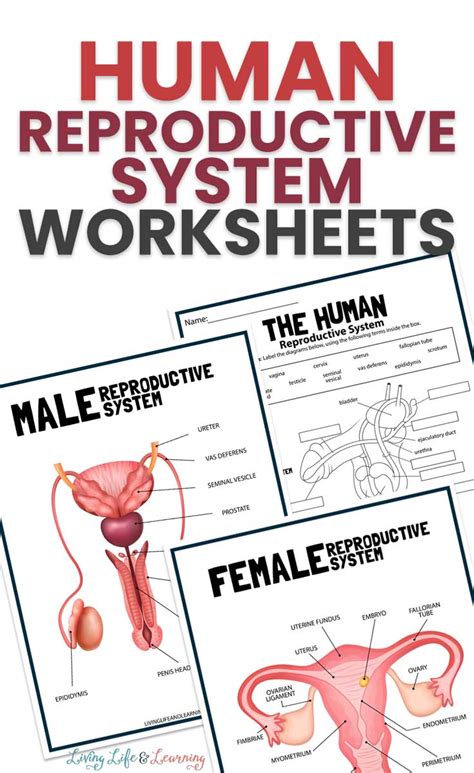 20 Engaging Body Systems Activities For Middle School Teaching Expertise