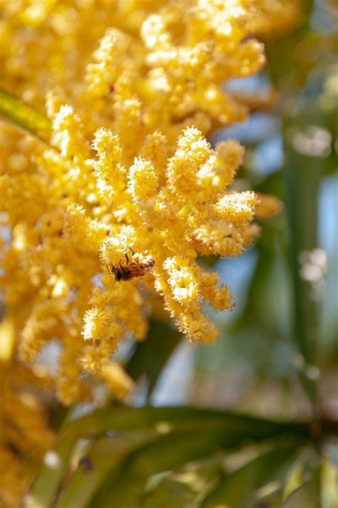 Wildbienen Bienen Insekt Kostenloses Foto Auf Pixabay Pixabay