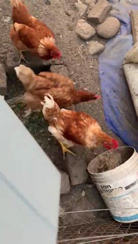 Guardami Dar Loro Da Mangiare Alle Galline Lascia Il Tuo Mi Piace E