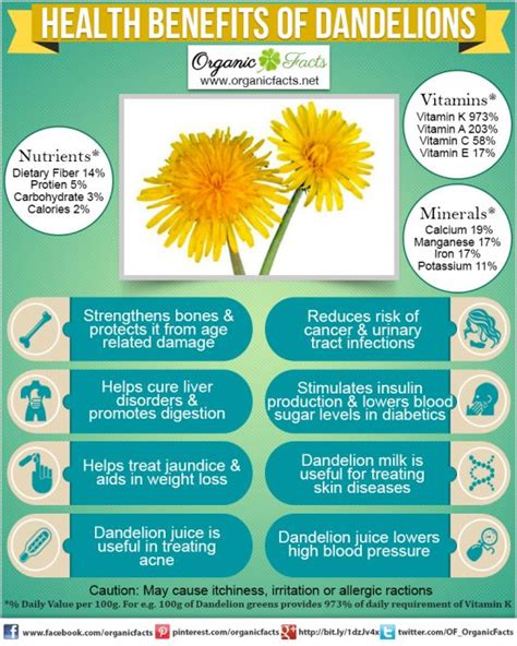 13 Surprising Benefits Of Dandelion Organic Facts