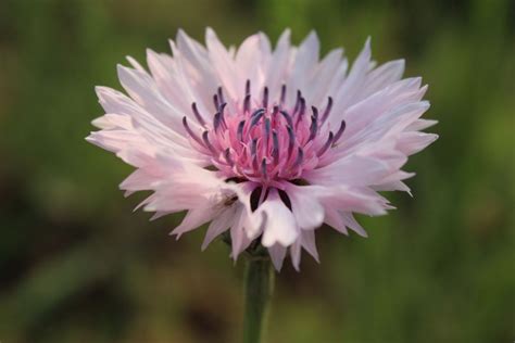 Buy Cornflower Seeds - BloomyBliss