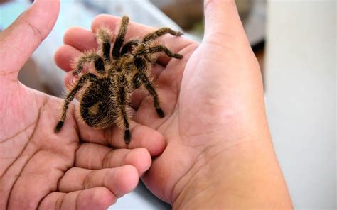 Curly Hair Tarantula Care And Faq The Spider Blog