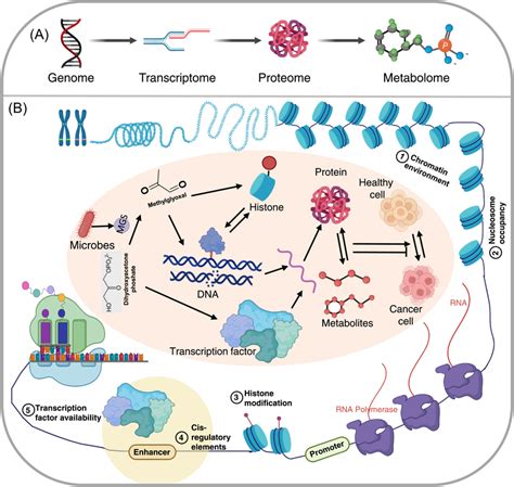 Multi‐omics Allows For A Better Understanding Of Interrelated