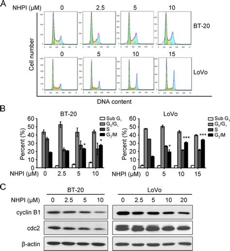 Nhpi Induces G M Phase Cell Cycle Arrest By Inhibiting The