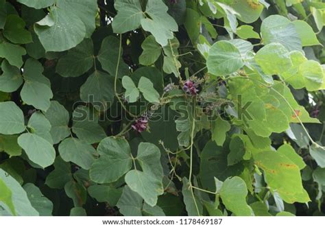 Kudzu Vine Flowers Stock Photo (Edit Now) 1178469187