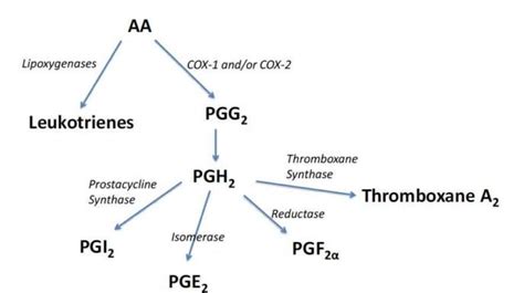 Prostaglandins Oandg Magazine