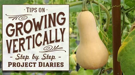 A Guide To Growing Butternut Squash Vertically Greenthumbsguide